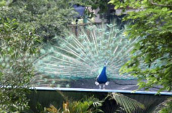 百鳥園