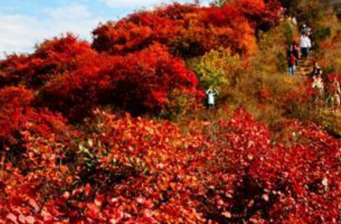八達嶺森林公園紅葉嶺景區