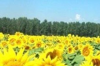 世界葵花游園嘉年華