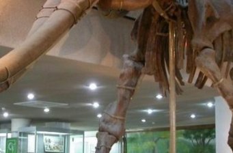 中國古動物館