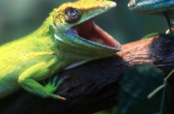 兩棲爬行動物館