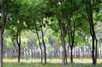 朝來森林公園