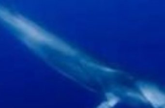 水生野生動物救治中心
