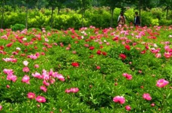 中國藥用植物園