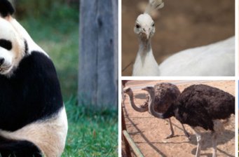 八達嶺野生動物園