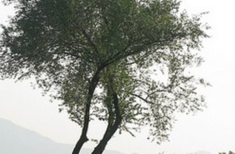 北京國際高爾夫俱樂部