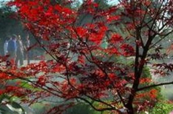 鳳凰嶺科燁隆休閑度假園