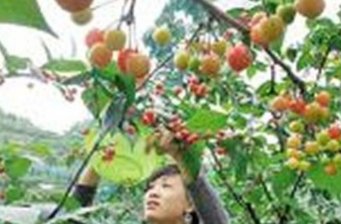北京聶各莊文化觀光采摘果園