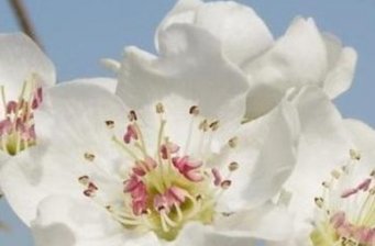 大興梨花莊園
