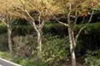 管弄公園
