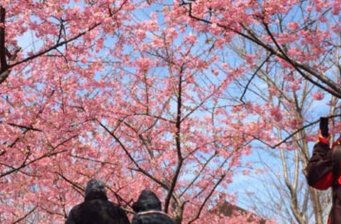 上海顧村公園