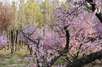 上海世紀公園