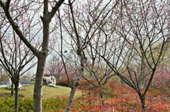 上南公園