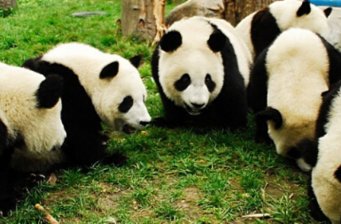 上海野生動物園
