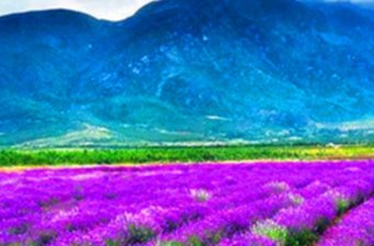 玉龍雪山薰衣草花海