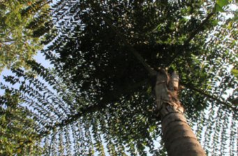 西雙版納熱帶植物園綠石林景區(qū)