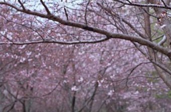 平壩農(nóng)場(chǎng)櫻花園