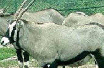 重慶野生動物園