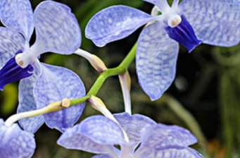 重慶蘭花科技園