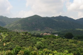 荔枝園景區