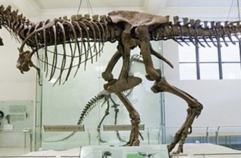 臺江古生物化石博物館