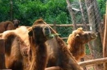東山湖野生動物園