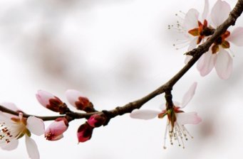 桃花堤