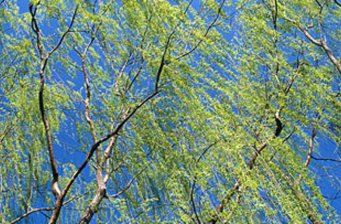 柳林風(fēng)景區(qū)