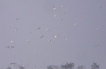 團(tuán)泊自然保護(hù)區(qū)