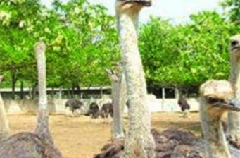金鷺鴕鳥園
