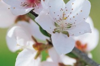 中州桃花源