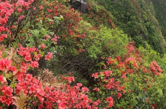 陽(yáng)明山