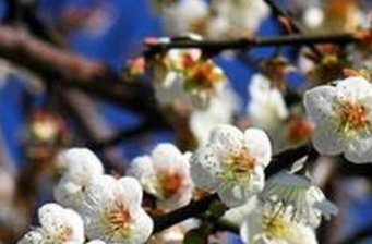風(fēng)柜斗賞梅