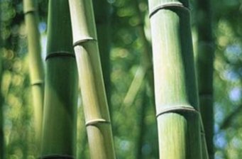 竹山秀林部落