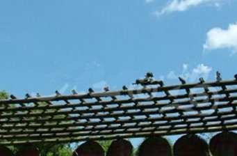 瑞竹竹類標本園