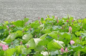 埔里鯉魚潭