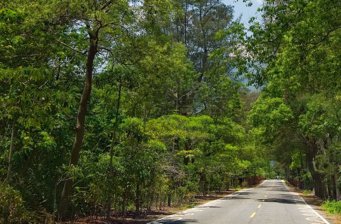 鹿谷綠色隧道