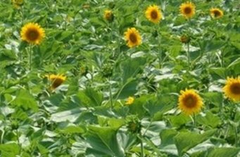 集集向日葵休閑花園