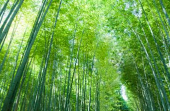 楠竹場