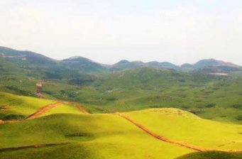 百草坪