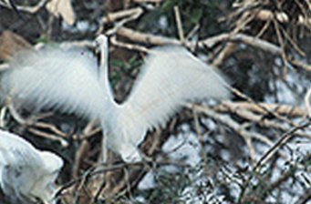 界牌鎮(zhèn)河口村鷺鳥棲息地