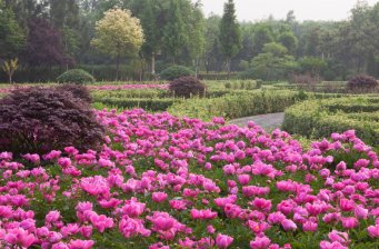 寧江森林公園