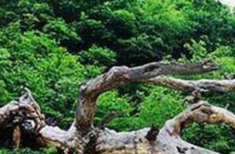 龍鳳松
