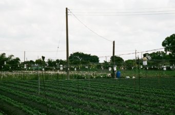 公路花園