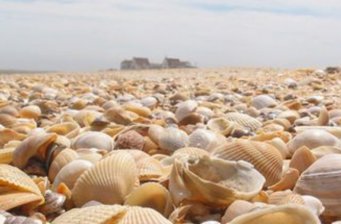 濱州貝殼堤島與濕地*自然保護區