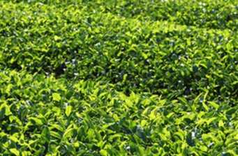 鹿野高臺(tái)觀光茶園