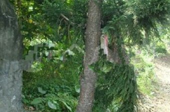 古坑鄉(xiāng)荷苞山咖啡游憩區(qū)