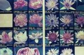 蓮花資訊館