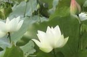 白河蓮花公園