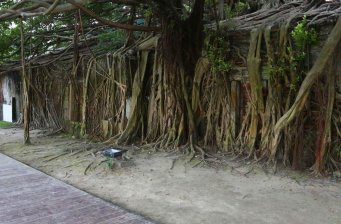 安平樹屋